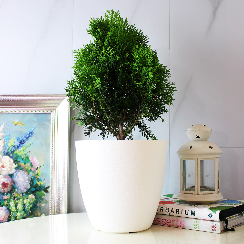 黃金扁柏 | 柏樹的香氣 | 陽光植物