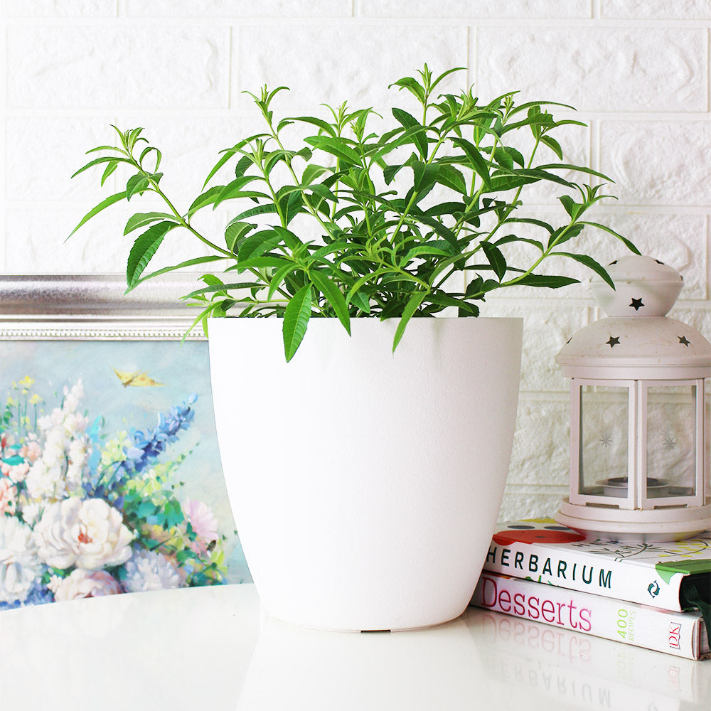 檸檬馬鞭草 | 檸檬與柑橘的香氣 | 很棒的單品香草茶 | 陽光植物