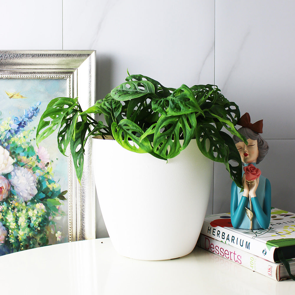 窗孔龜背芋 | 洞洞龜背芋 | 洞洞蔓綠絨 | 室內植物