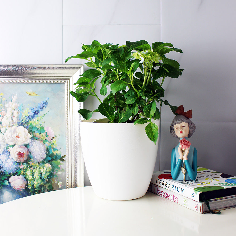 妖精之瞳繡球花 | 日本紫陽花 | 藍色花朵 | 重瓣繡球 | 陽光植物