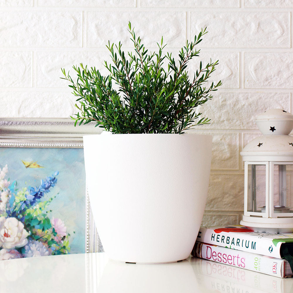 棉花糖茶樹盆栽 | 紫色蜂蜜茶樹 | 陽光植物