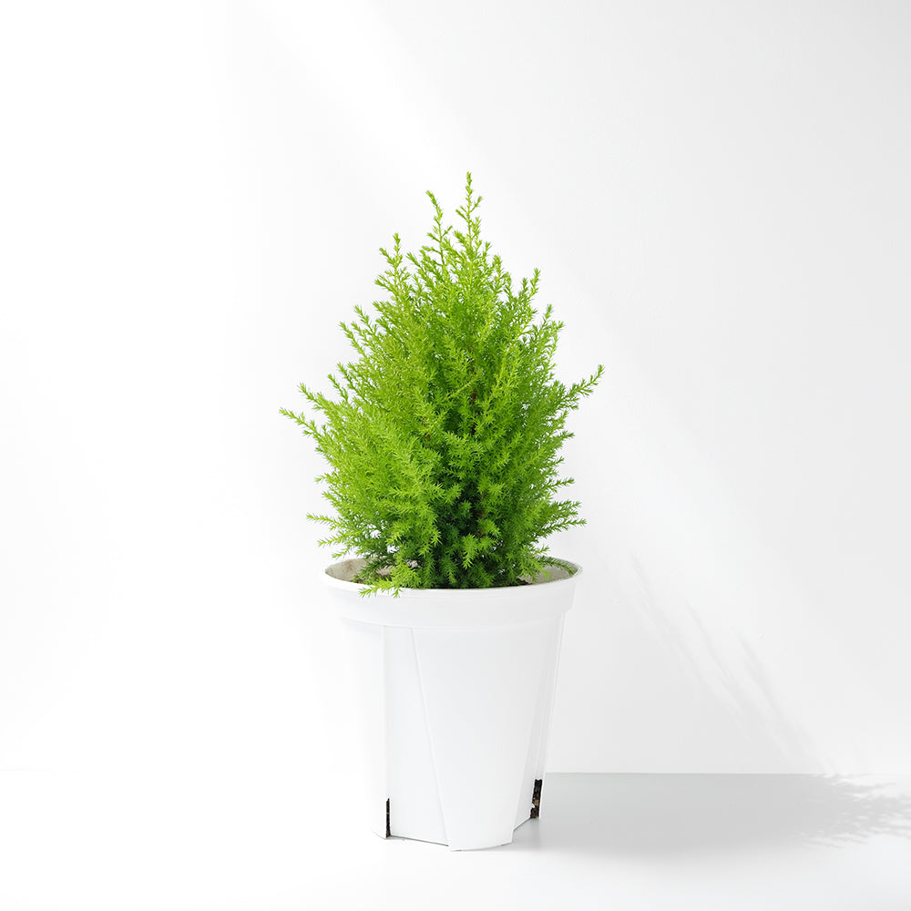 香冠柏 | 最受歡迎的耶誕樹 | 有香氣 | 可放室內光亮處一個月  | 陽光植物