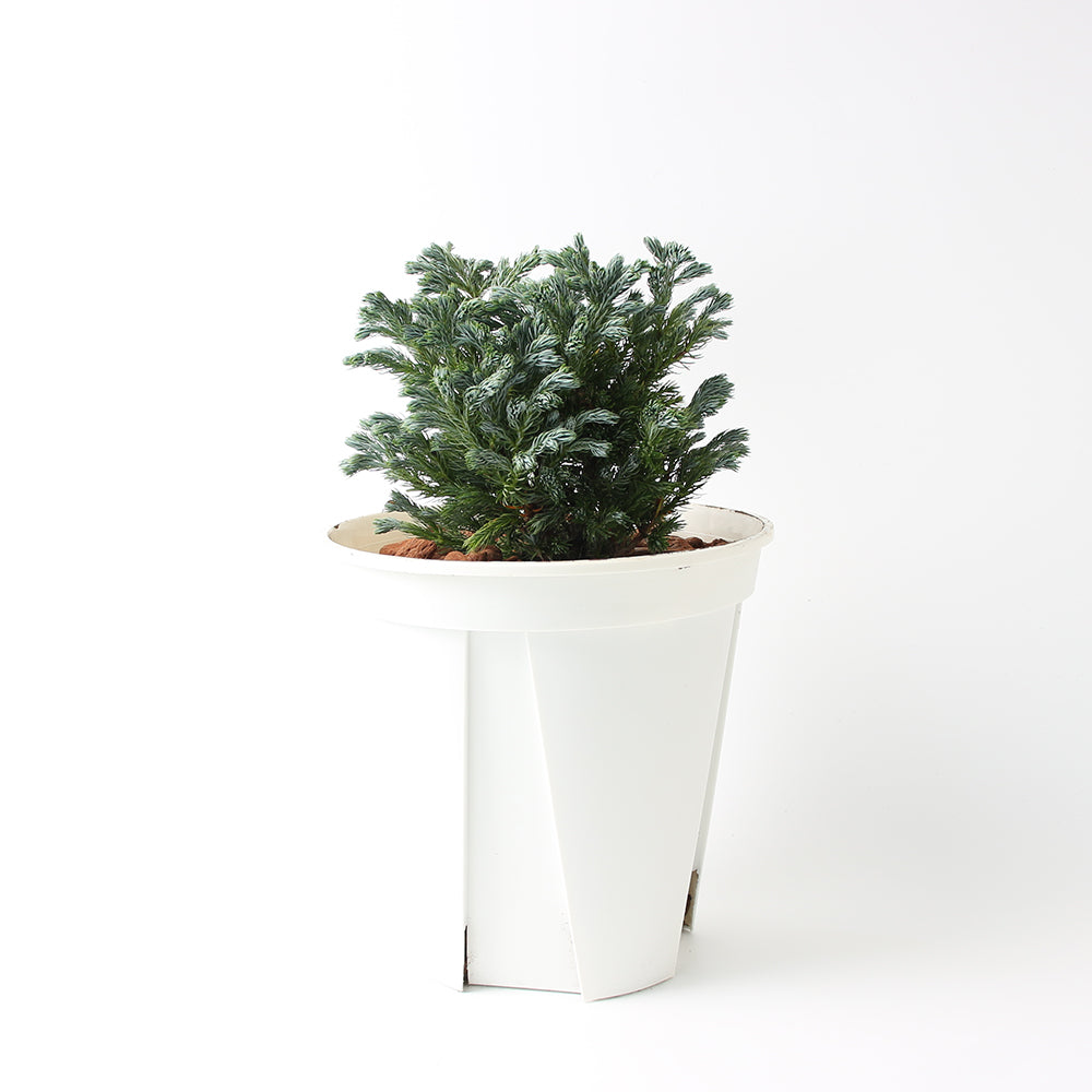 藍柏盆栽｜翠柏｜陽光植物