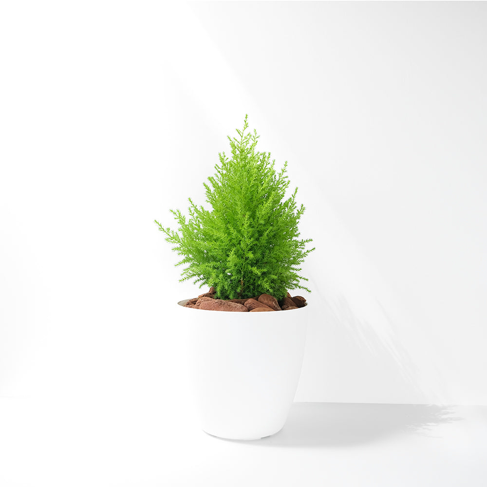 香冠柏 | 最受歡迎的耶誕樹 | 有香氣 | 可放室內光亮處一個月  | 陽光植物