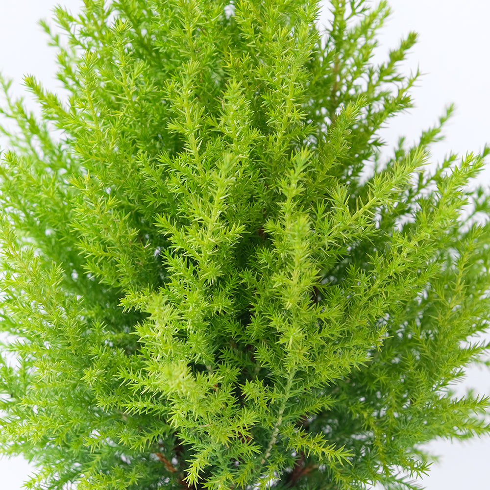 香冠柏 | 最受歡迎的耶誕樹 | 有香氣 | 可放室內光亮處一個月  | 陽光植物