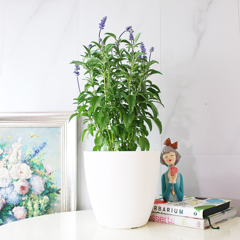 粉萼鼠尾草 | 深藍花束 |花園亮點 | 常開花、好照顧 | 陽光植物
