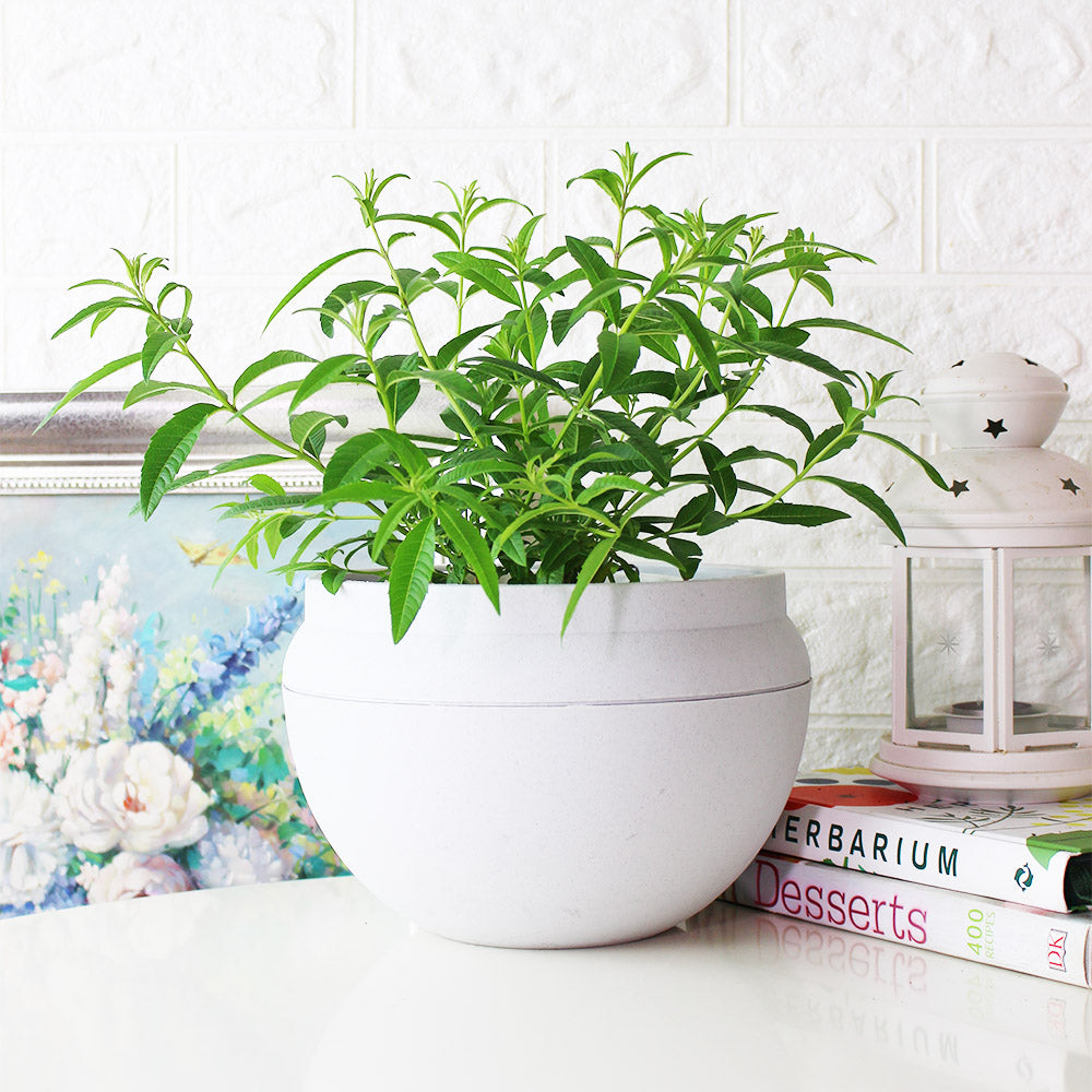 檸檬馬鞭草 | 檸檬與柑橘的香氣 | 很棒的單品香草茶 | 陽光植物