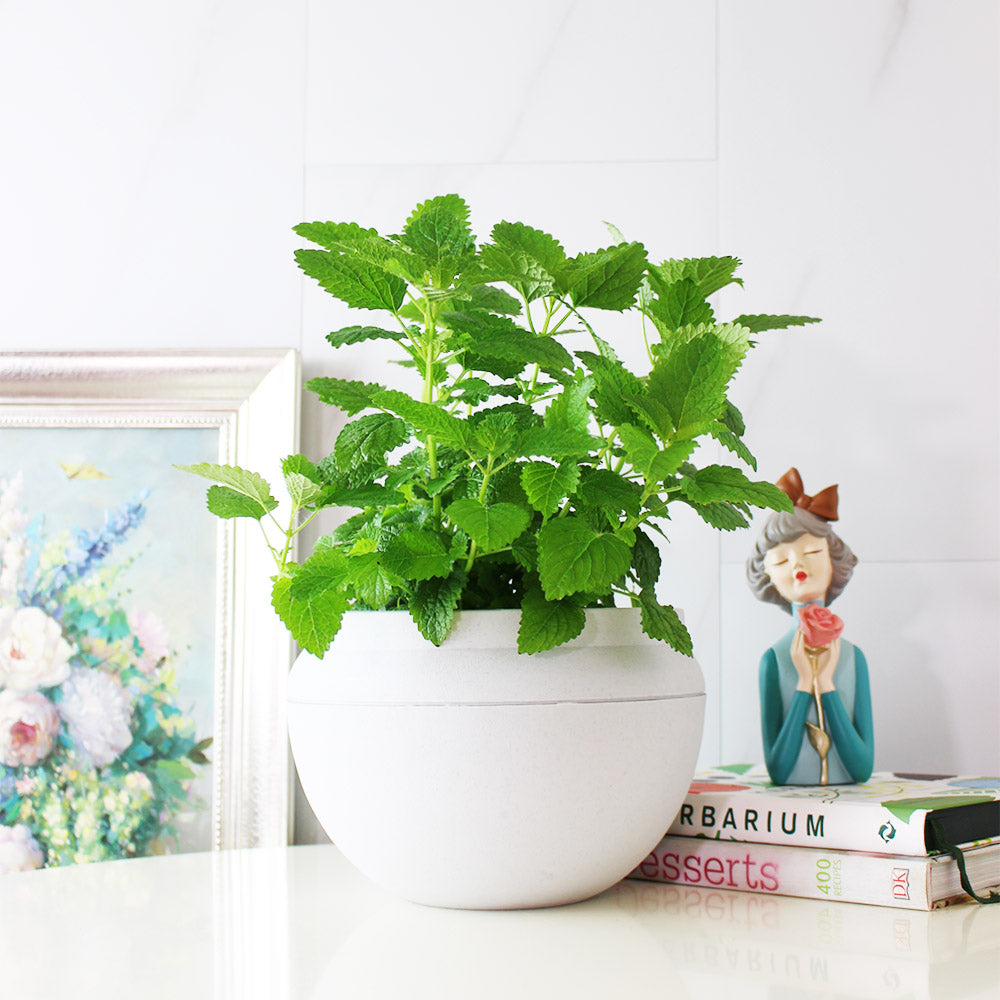 檸檬香蜂草 | 新居落成的絕佳禮物 | 心靈舒緩 | 檸檬香脂 | 陽光植物