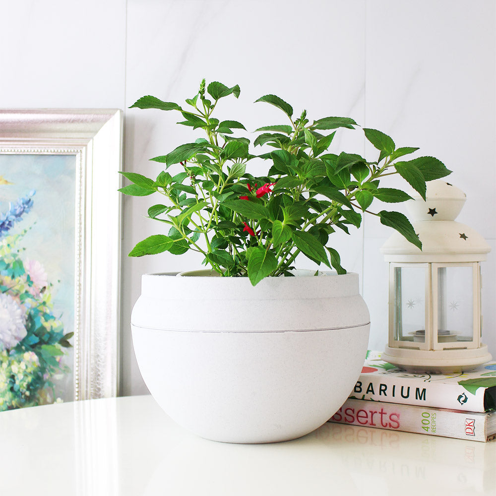 鳳梨鼠尾草｜葉片有鳳梨的味道 | 花和葉都可泡茶｜泡茶好喝｜陽光植物
