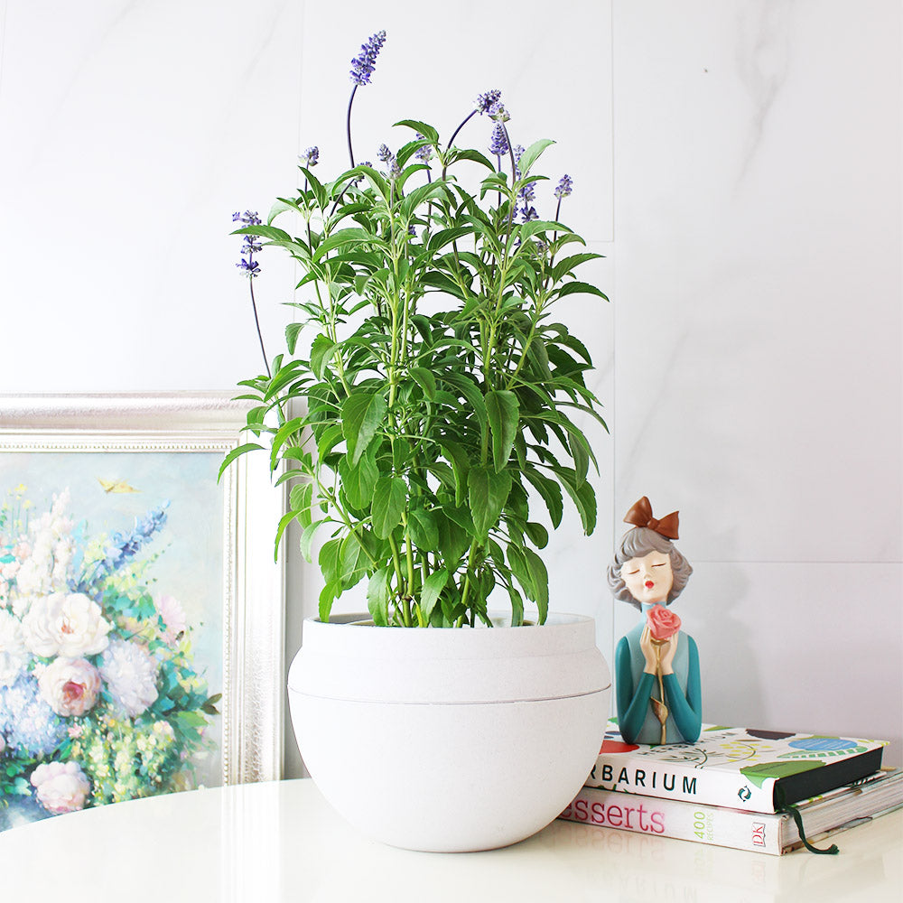 粉萼鼠尾草 | 深藍花束 |花園亮點 | 常開花、好照顧 | 陽光植物
