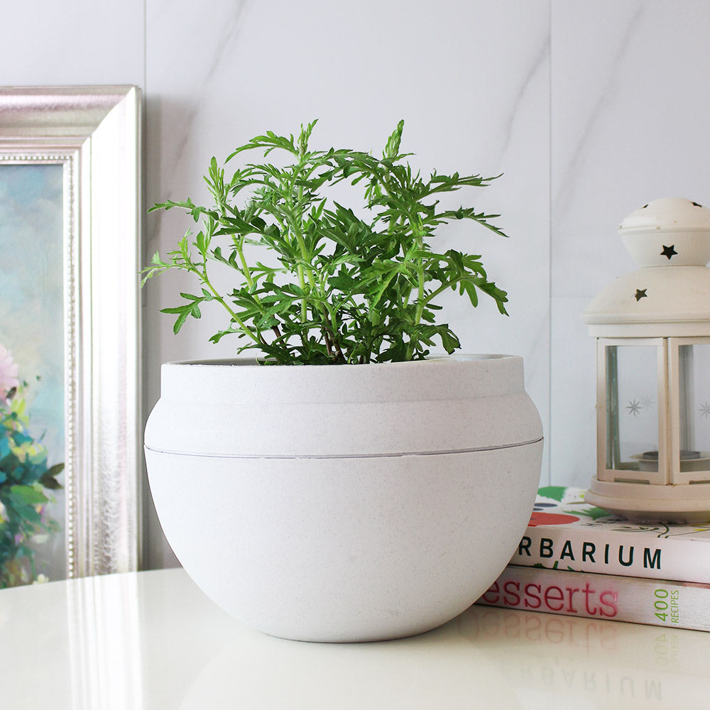 台灣艾草 | 避邪 | 艾草糕 | 艾捲 | 泡茶 | 入菜 | 陽光植物