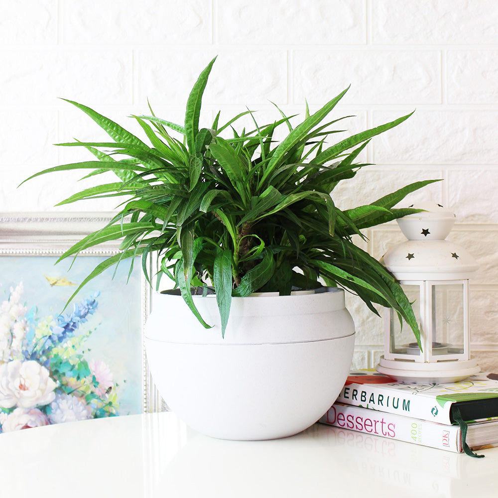 翠蘆莉盆栽 | 全年開花 | 陽光植物