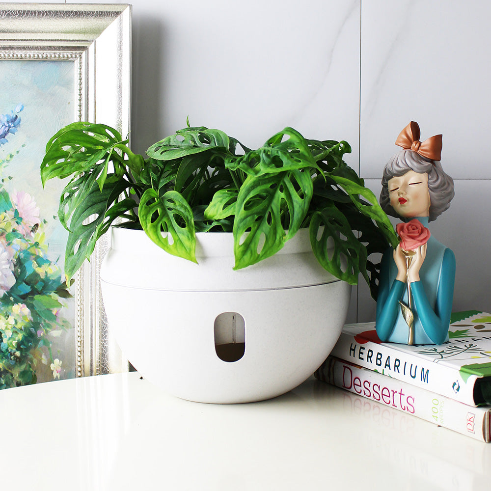窗孔龜背芋 | 洞洞龜背芋 | 洞洞蔓綠絨 | 室內植物