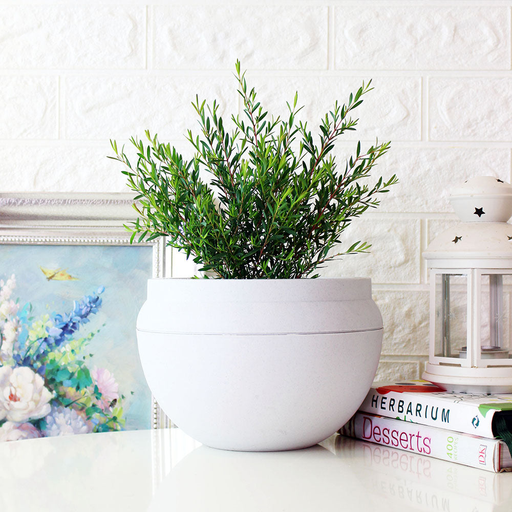 棉花糖茶樹盆栽 | 紫色蜂蜜茶樹 | 陽光植物