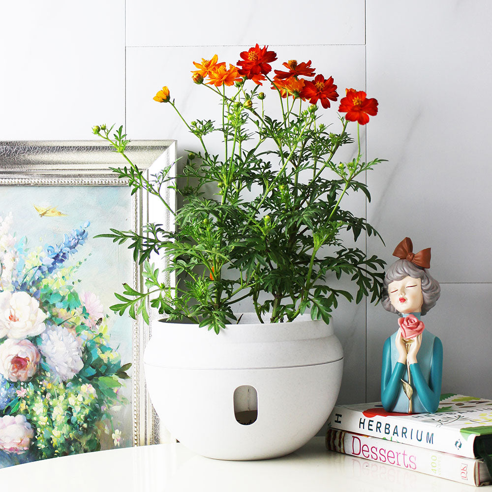 波斯菊 | 大花波斯菊 | 好照顧 | 陽光植物