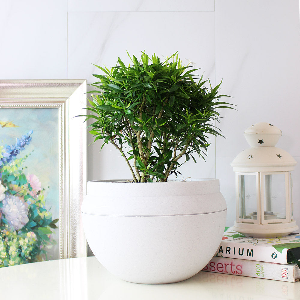 珍珠馬茶花 | 風車花 | 有香氣 | 陽光植物