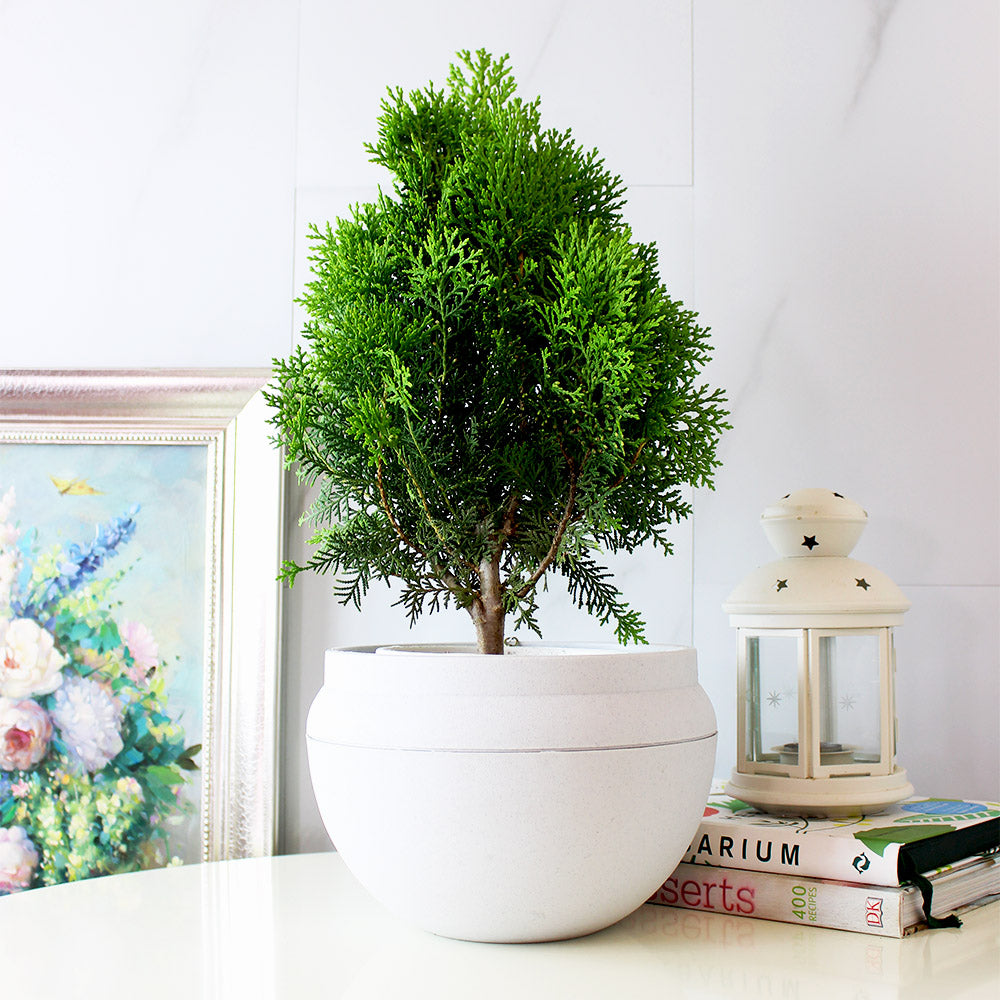 黃金扁柏 | 柏樹的香氣 | 陽光植物