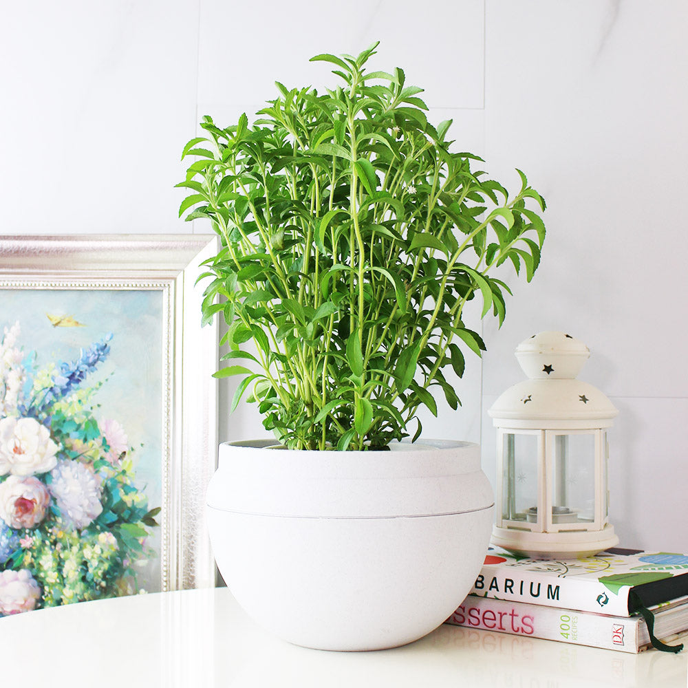 甜菊 | 天然代糖 | 健康甜味 | 陽光植物