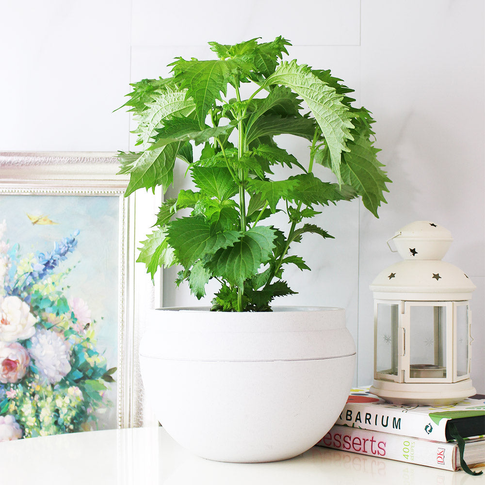 綠紫蘇｜和生魚片、海膽絕配｜包飯好吃 ｜陽光植物