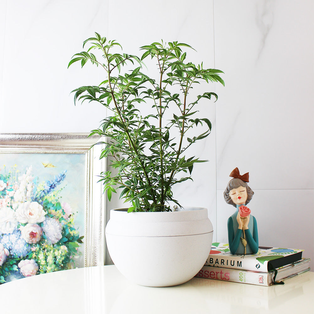 芳香萬壽菊｜百香果香氣｜花和葉都可泡茶 | 墨西哥萬壽菊｜食用花｜陽光植物