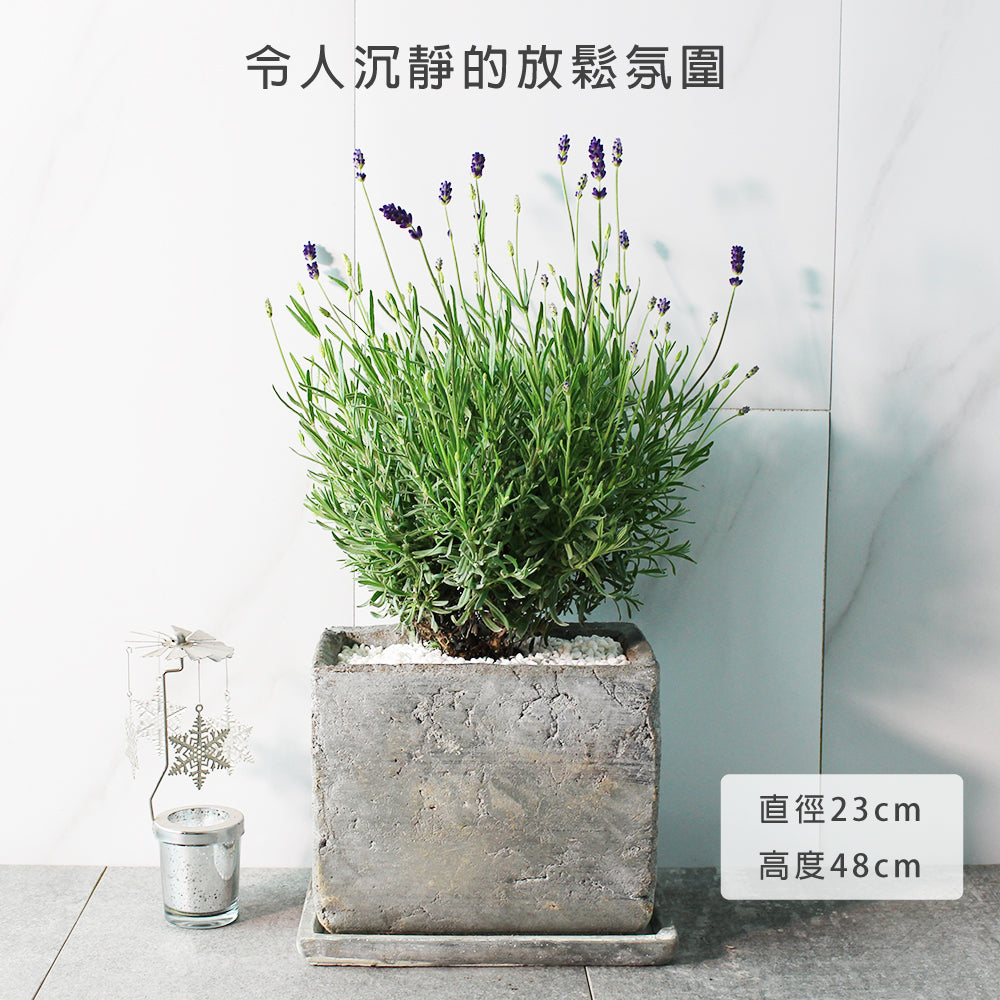 菲菲薰衣草 | 常開花且花期長 | 淨化空氣｜花色如照片｜食用花｜陽光植物