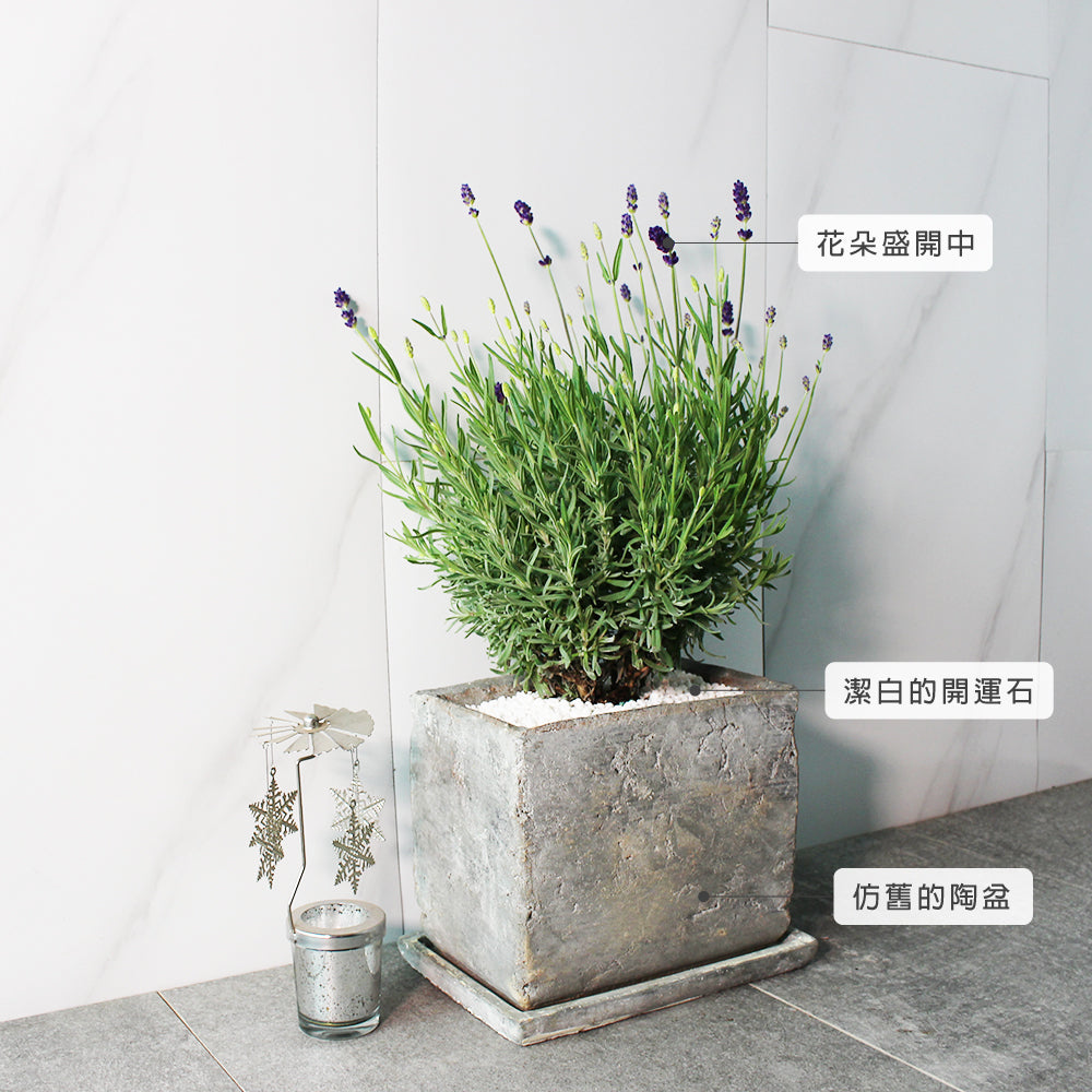 菲菲薰衣草 | 常開花且花期長 | 淨化空氣｜花色如照片｜食用花｜陽光植物