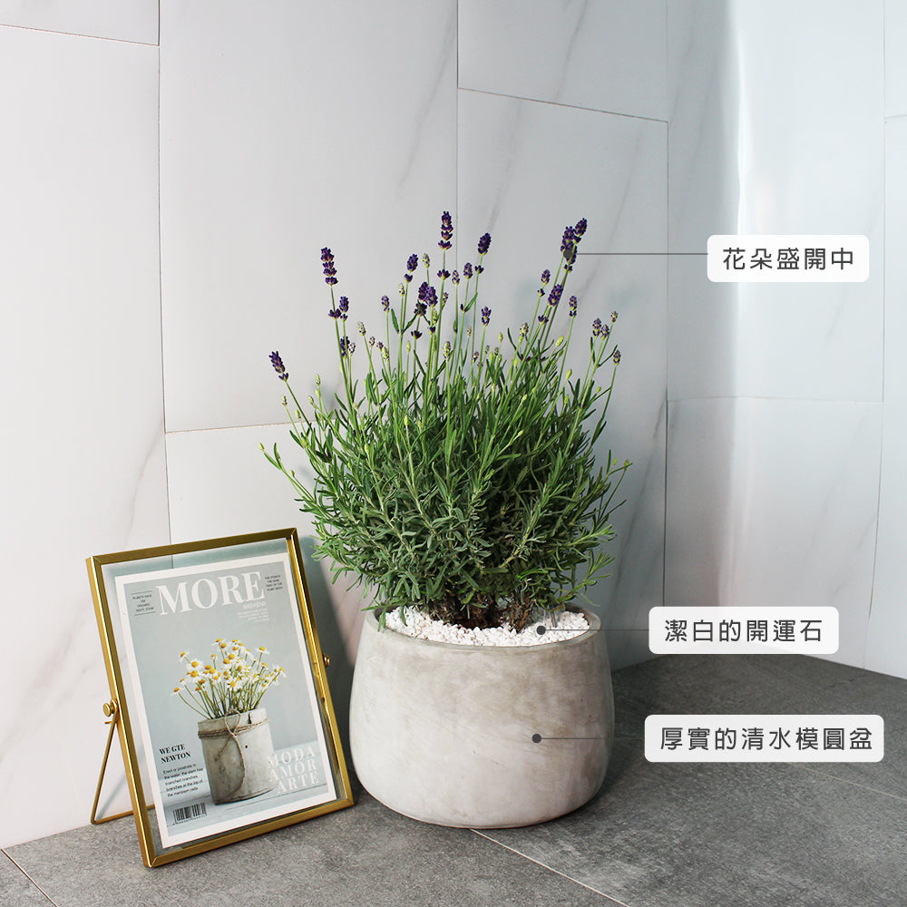 菲菲薰衣草 | 常開花且花期長 | 淨化空氣｜花色如照片｜食用花｜陽光植物