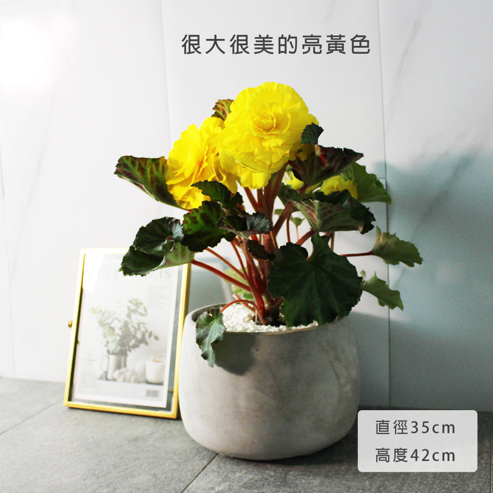 球根海棠 | 花是海棠中最大的 | 陽光植物