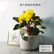球根海棠 | 花是海棠中最大的 | 陽光植物