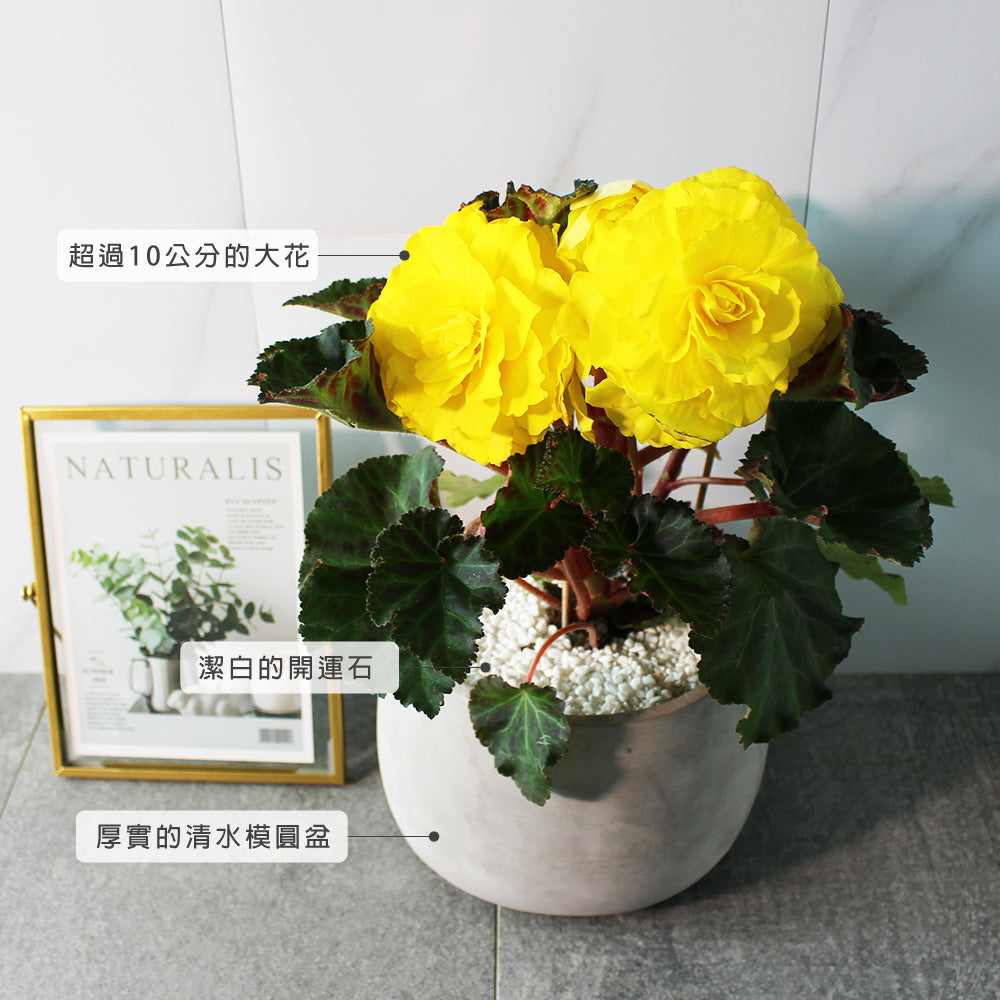 球根海棠 | 花是海棠中最大的 | 陽光植物
