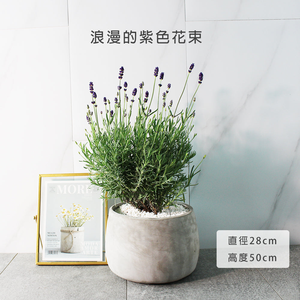 菲菲薰衣草 | 常開花且花期長 | 淨化空氣｜花色如照片｜食用花｜陽光植物