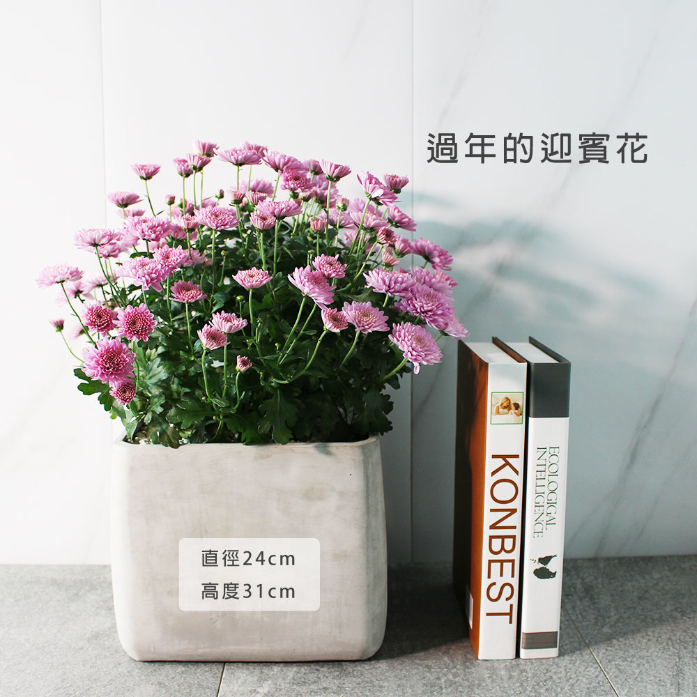 菊花 | 吉祥如意的花語 | 過年花卉 | 去除阿摩尼亞的味道 | 陽光植物