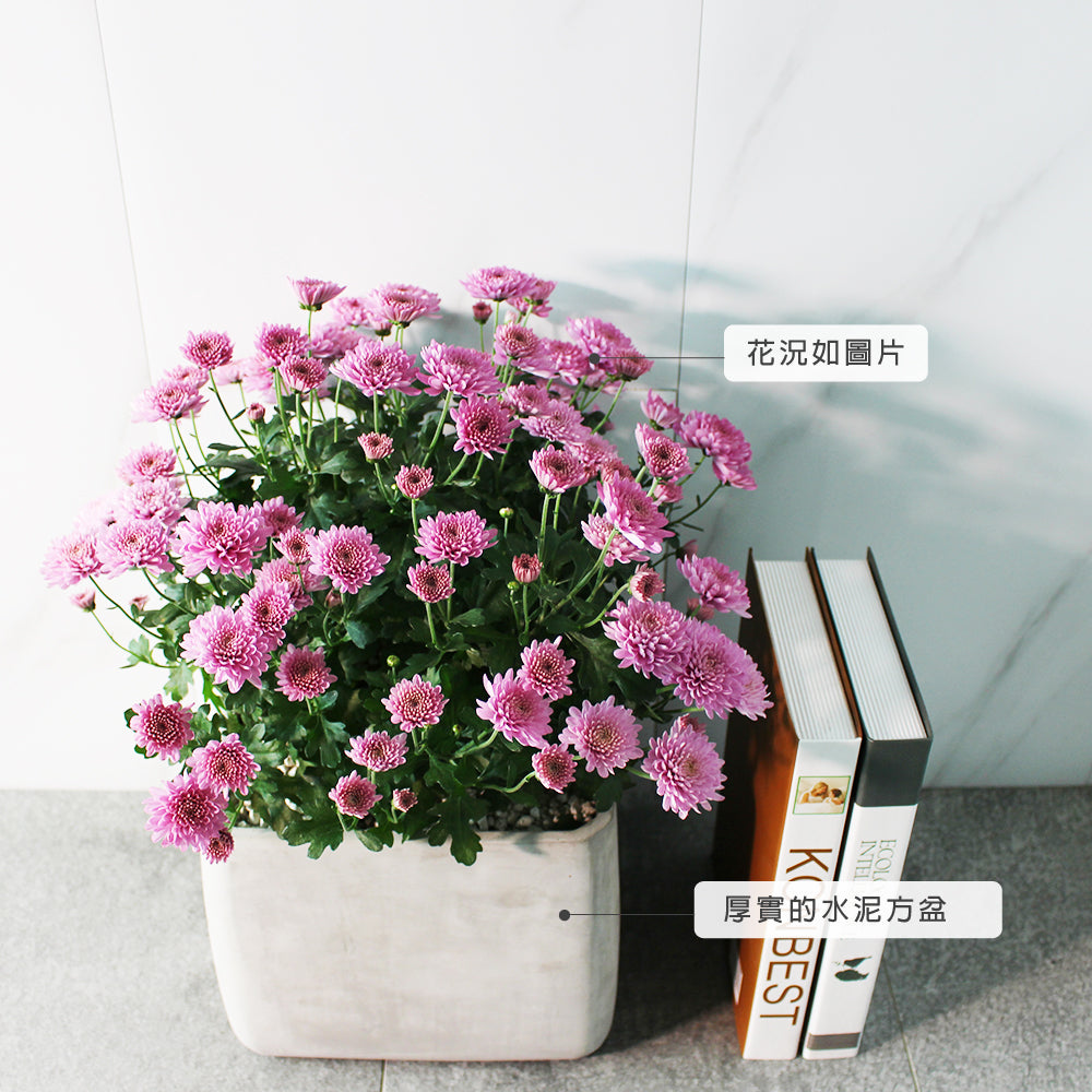 菊花 | 吉祥如意的花語 | 過年花卉 | 去除阿摩尼亞的味道 | 陽光植物