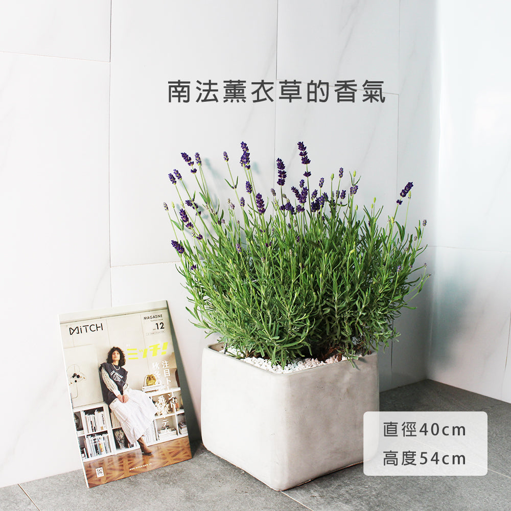 菲菲薰衣草 | 常開花且花期長 | 淨化空氣｜花色如照片｜食用花｜陽光植物