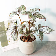 迷戀秋海棠盆栽｜室內植物