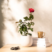 蜜妮玫瑰｜濃香、無刺、可食用｜荔枝香氣｜陽光植物