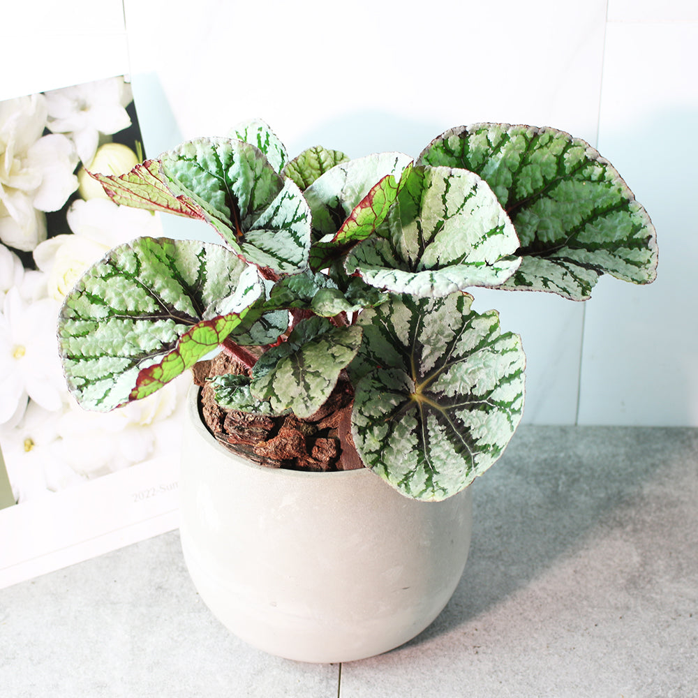 仙子秋海棠 | 室內植物