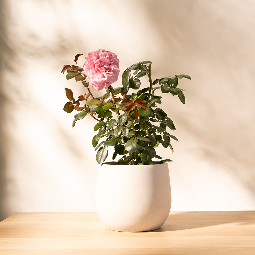 主教城堡玫瑰｜濃郁老玫瑰香氣的粉紅經典｜寵物友善｜陽光植物