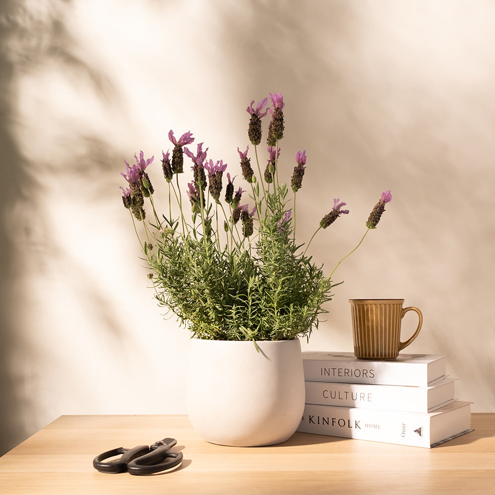 西班牙薰衣草 | 兔子的小耳朵 | 濃烈的薰衣草香氣 | 陽光植物