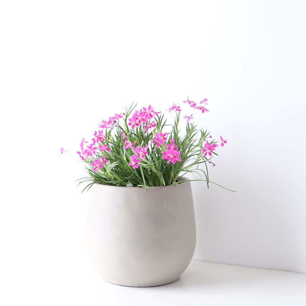 拉培舒鳶尾花 | 珍貴花朵 | 陽光植物
