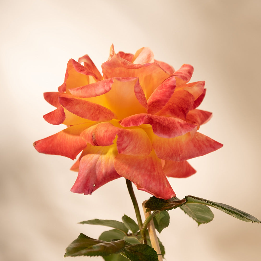 愛與和平玫瑰｜AARS 全美玫瑰大賞冠軍｜圓滿與協調｜陽光植物