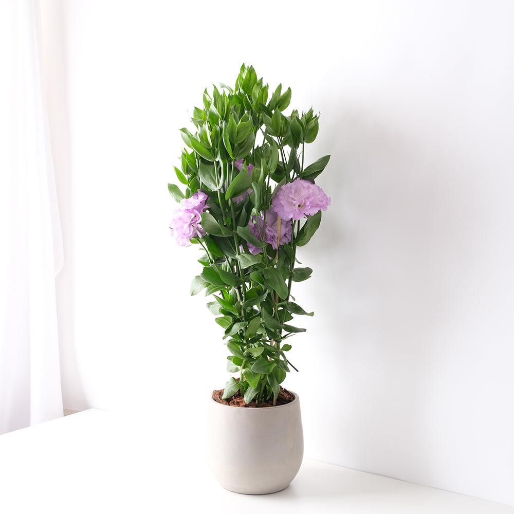 洋桔梗 | 永恆不變的愛 | 西洋桔梗 | 土耳其桔梗 | 花色隨機出貨 | 陽光植物