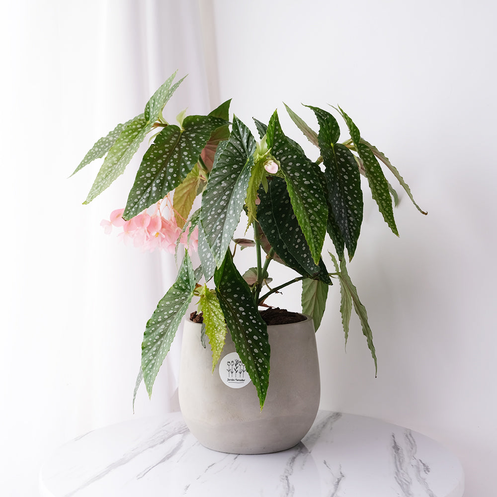 白冰秋海棠 | 白色冰滴的斑點 | 藝術家創造的品種 | 室內植物