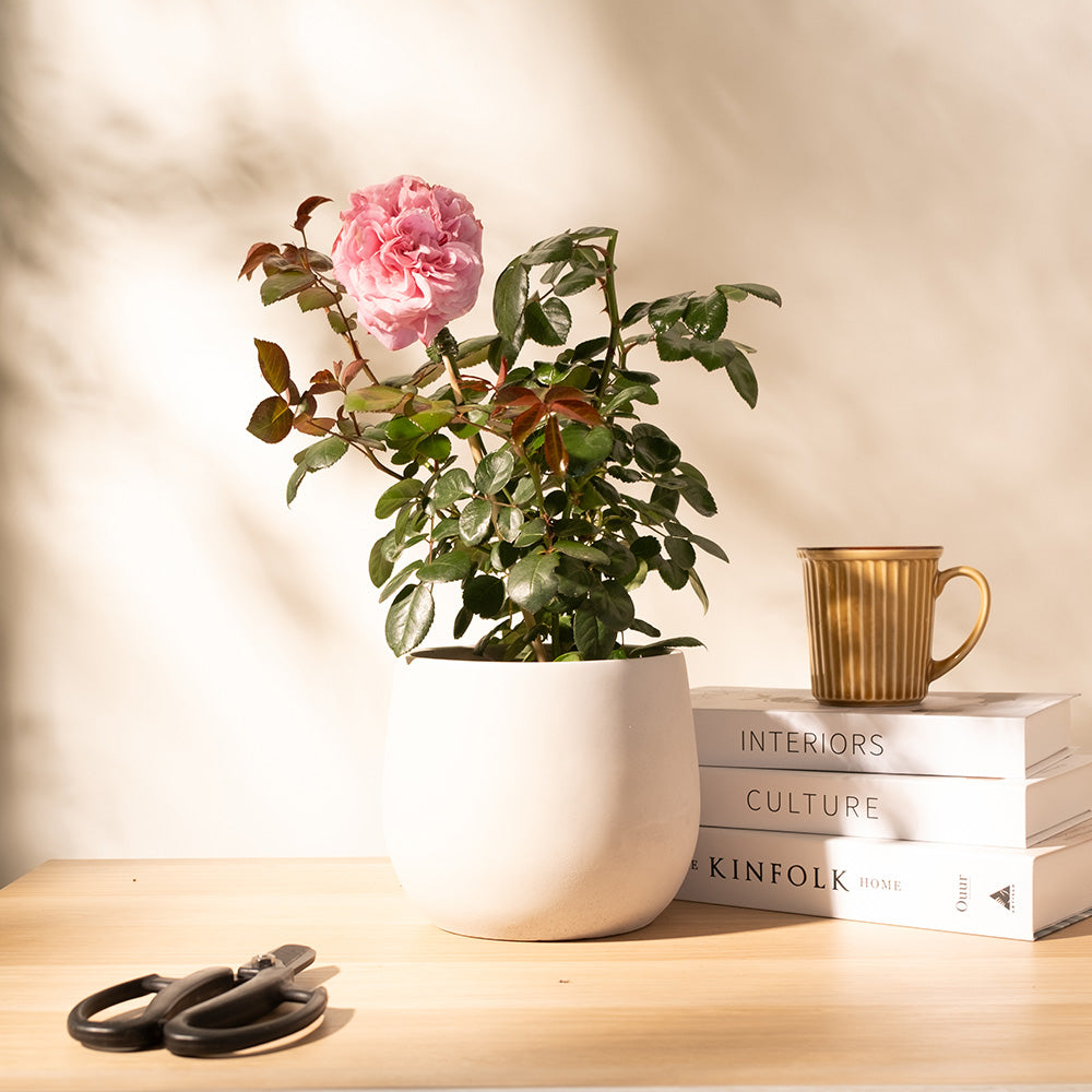 主教城堡玫瑰｜濃郁老玫瑰香氣的粉紅經典｜寵物友善｜陽光植物