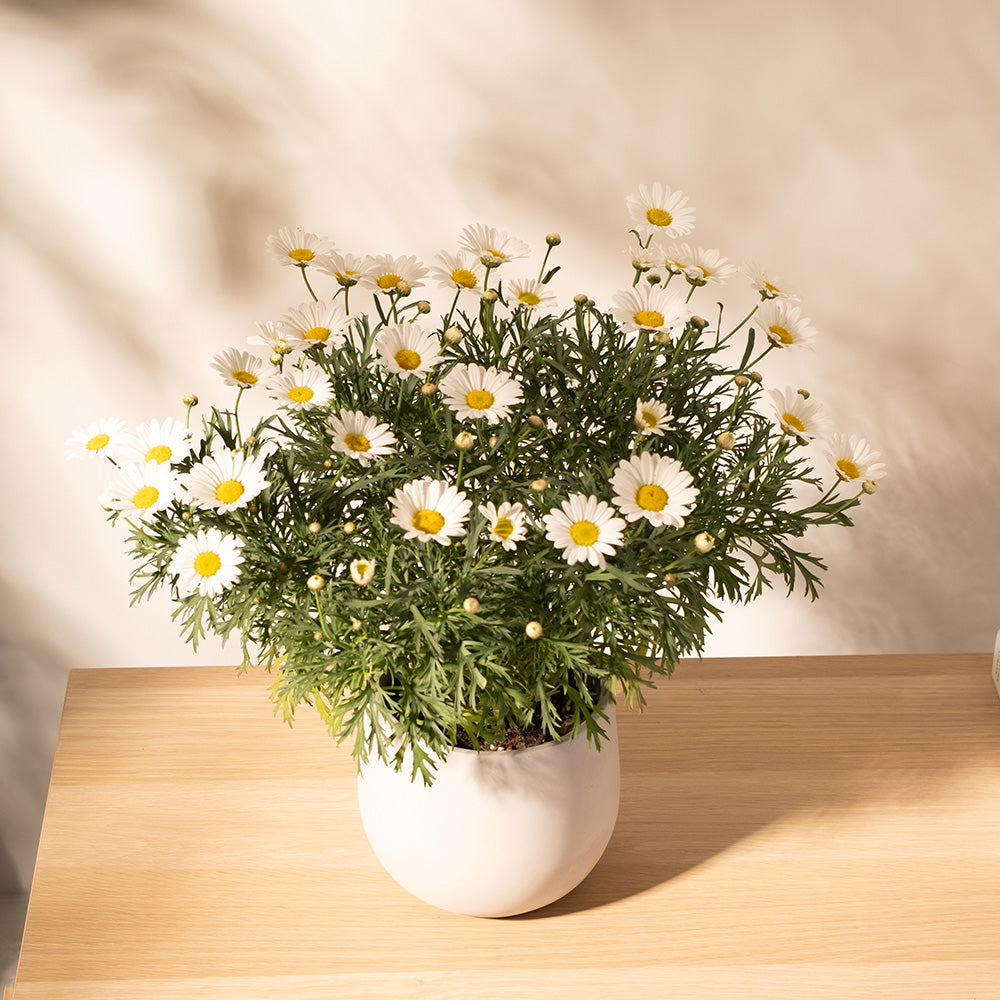 瑪格麗特｜小巧可愛的花朵｜陽光植物｜去除阿摩尼亞的味道