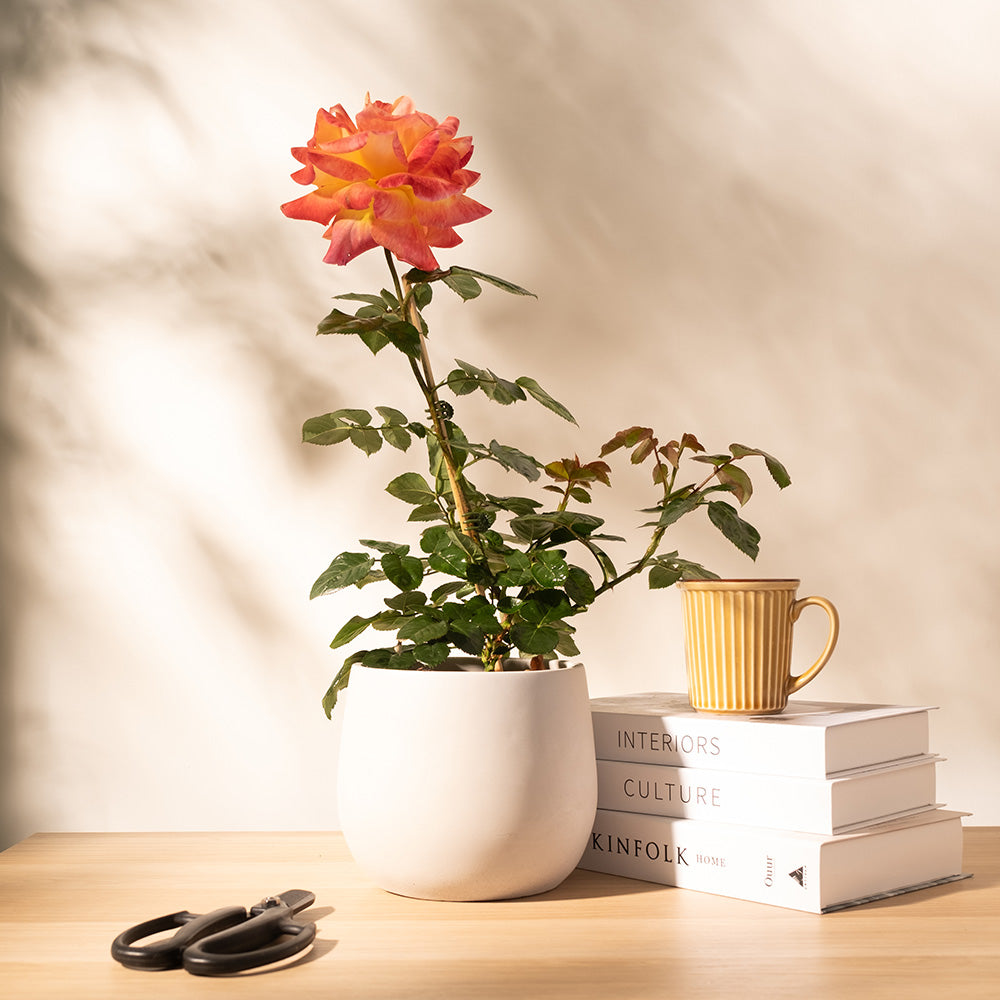 愛與和平玫瑰｜AARS 全美玫瑰大賞冠軍｜圓滿與協調｜陽光植物