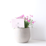 拉培舒鳶尾花 | 珍貴花朵 | 陽光植物