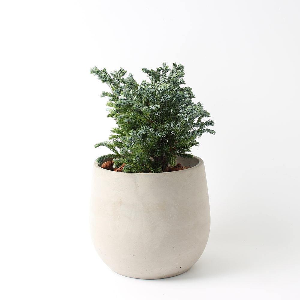 藍柏盆栽｜翠柏｜陽光植物