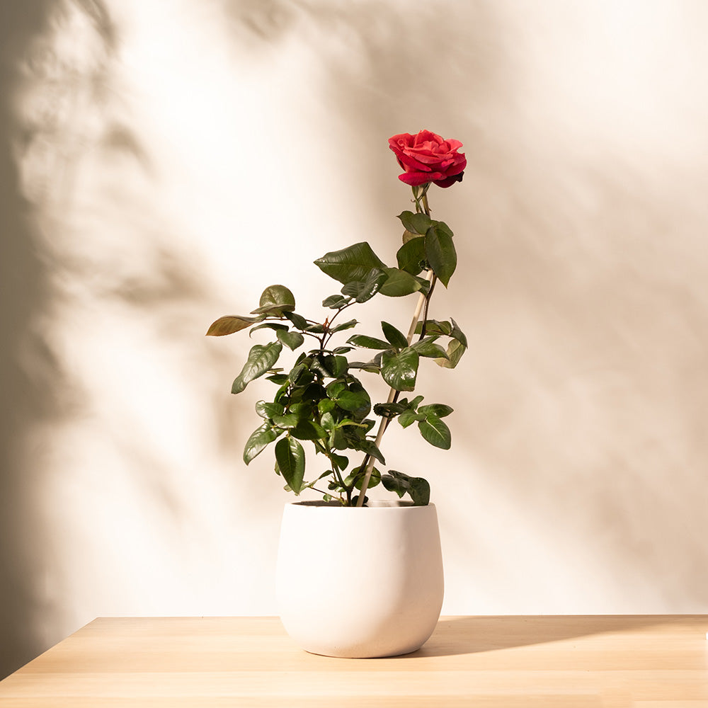 蜜妮玫瑰｜濃香、無刺、可食用｜荔枝香氣｜陽光植物