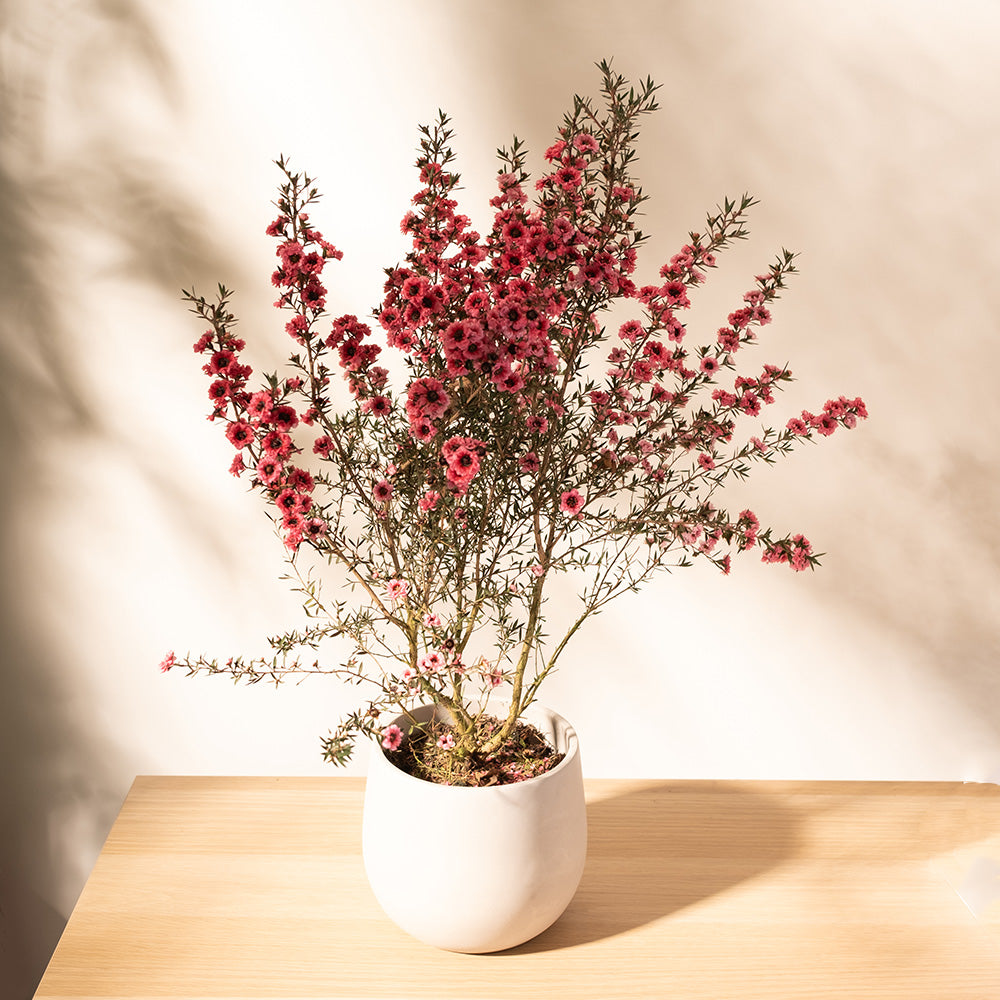 紐西蘭茶樹 | 麥盧卡 | 松紅梅 | 紐西蘭的國寶樹 | 陽光植物